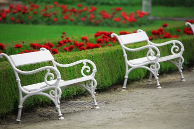 Çiçek gül karşı beyaz banklar