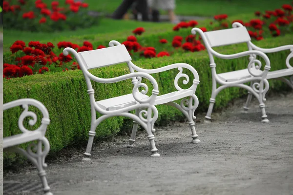 Bancos brancos contra rosas de flores — Fotografia de Stock