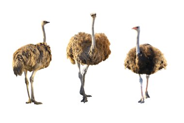 Beyaz izole emus