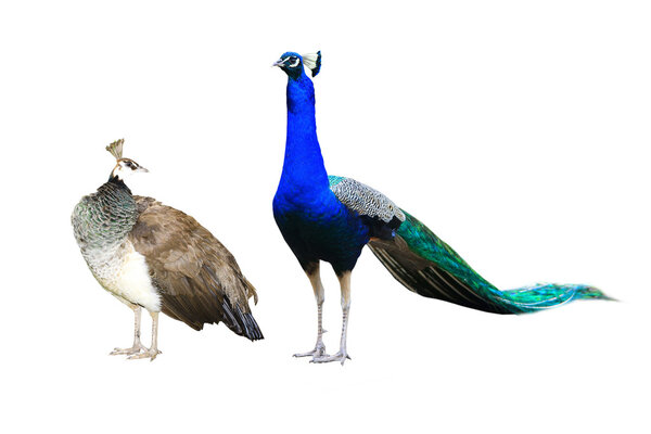 Two Peacock  isolated on a white
