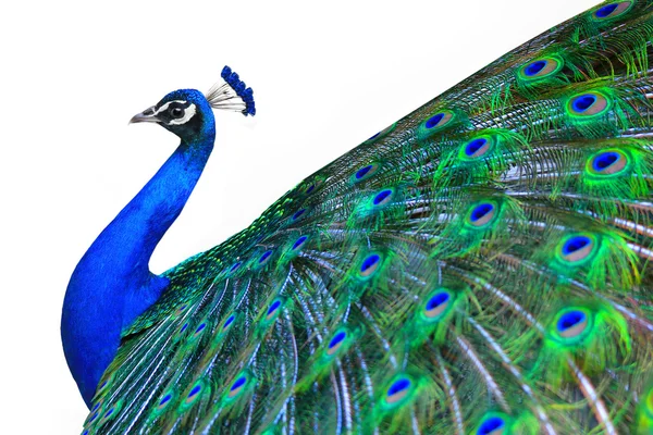 Portrait of beautiful peacock — Stock Photo, Image