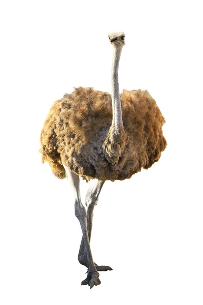 Brown Emu fågel — Stockfoto