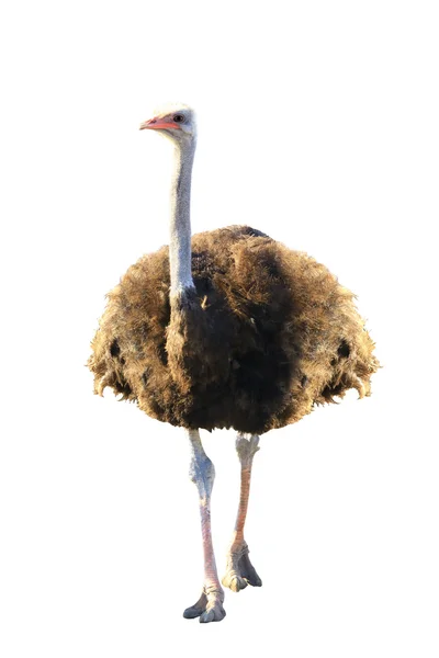 Uccello bruno Emu — Foto Stock