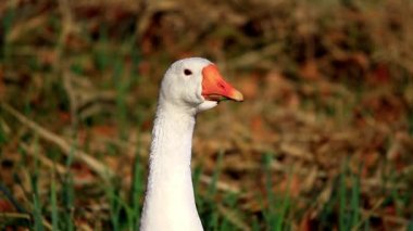 sonbahar çimenlerin üzerinde beyaz kazların