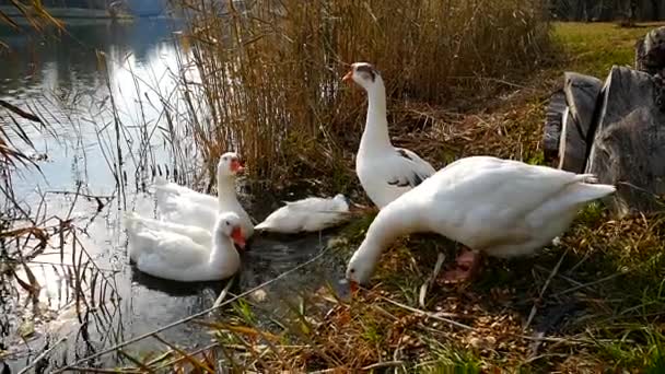 Gansos en la orilla del lago cercano — Vídeo de stock