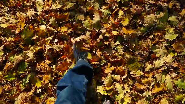 Hombre va en hojas de roble — Vídeo de stock