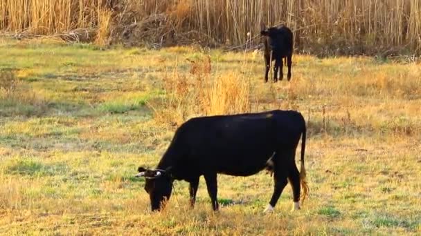 在一片草地上的黑牛 — 图库视频影像