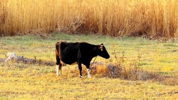 Чёрная корова — стоковое видео