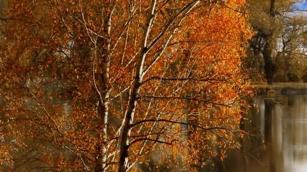 Auto tegen het hout gaat — Stockvideo