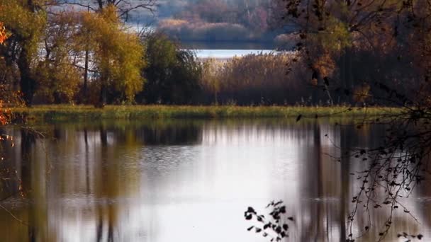 호수에 대 한 노란색 자작나무 — 비디오