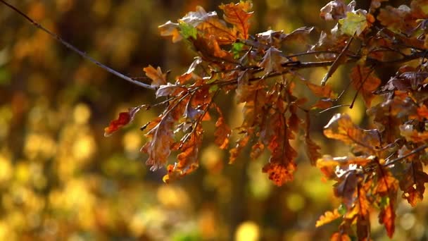 木材オークの葉 — ストック動画