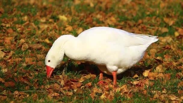 Weiße Gans auf Herbstgras — Stockvideo