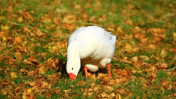 Белый гусь на осенней траве — стоковое видео