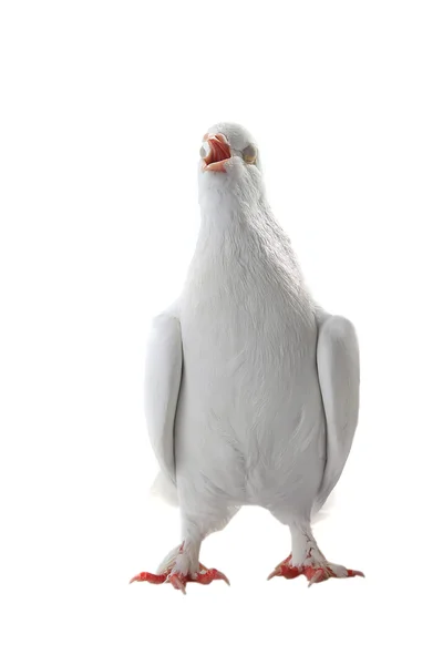 White pigeon - symbol of peace — Stock Photo, Image