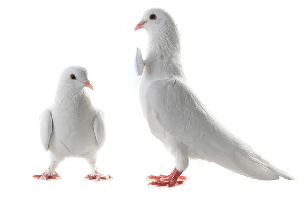 İki beyaz düğün güvercinler — Stok fotoğraf