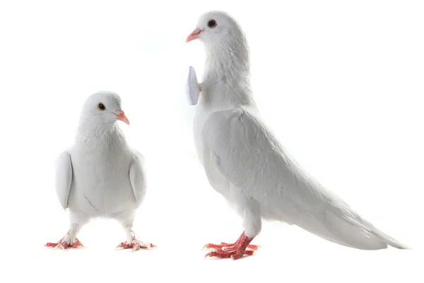 Zwei weiße Hochzeitstauben — Stockfoto