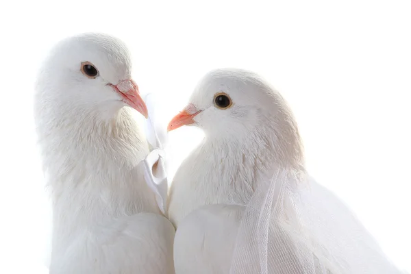 Two white wedding doves — Stock Photo, Image