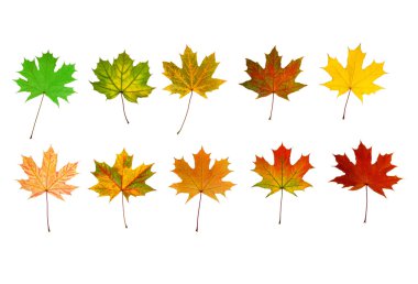 En iyi 10 güzel maples