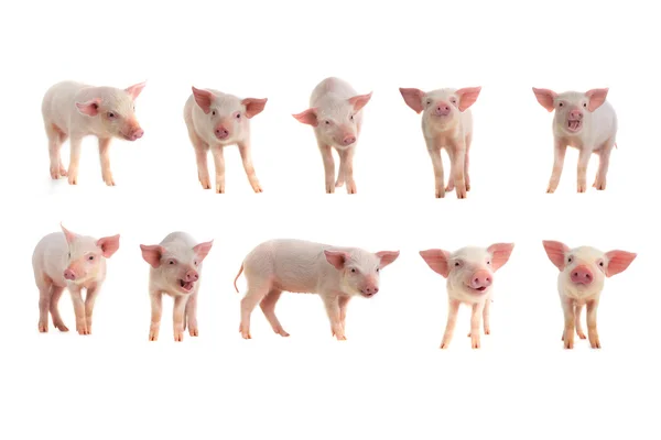 Свиньи на белом фоне — стоковое фото