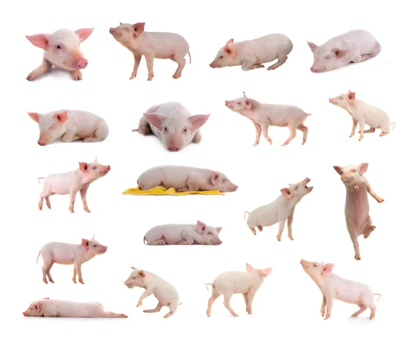 Cerdos sobre un fondo blanco — Foto de Stock