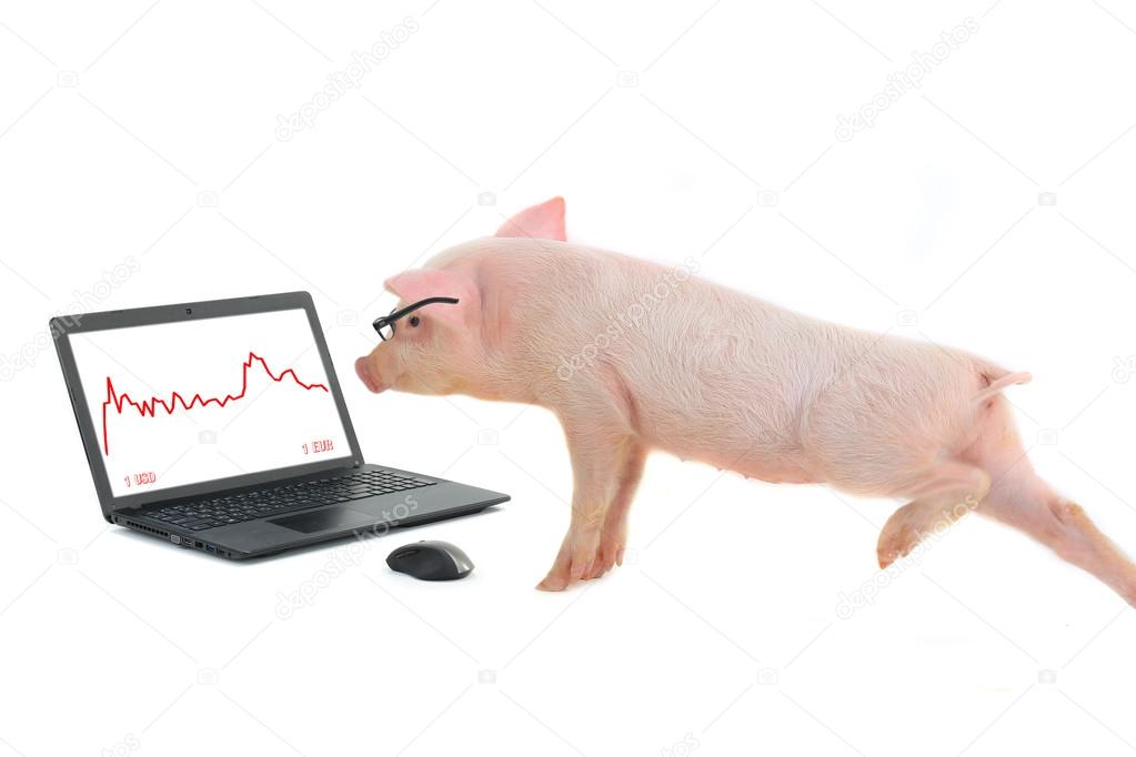 pig works on the computer