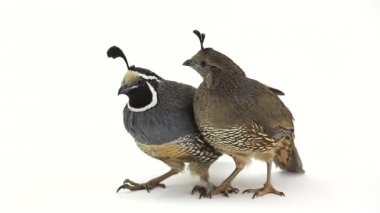 California bıldırcın kuşları