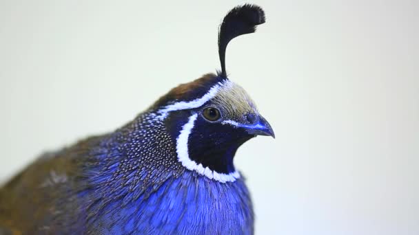 California Quail bird — Stock Video