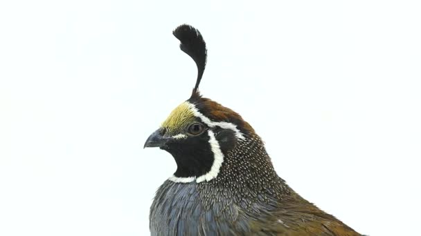 Californië Quail vogel — Stockvideo