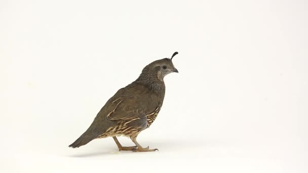 California Quail bird — Stock Video