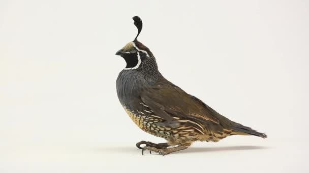 California Quail fågel — Stockvideo