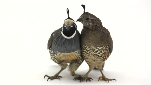 California Quail birds — Stock Video