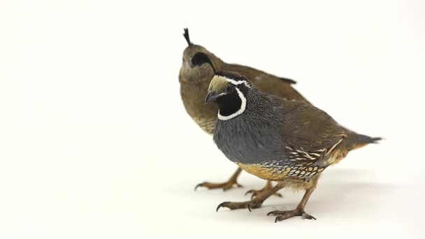 California Quail birds — Stock Video