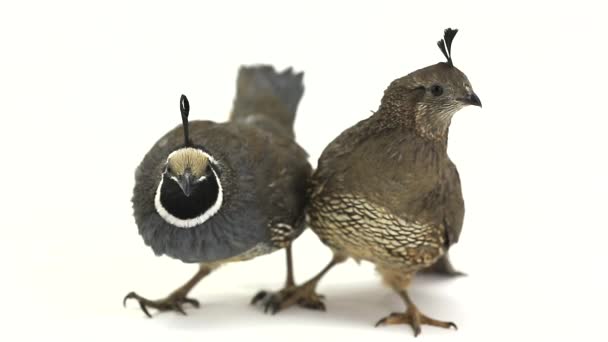 Californië Quail vogels — Stockvideo