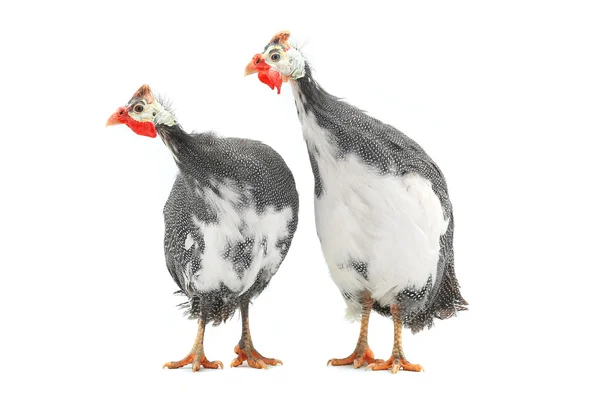 기니 닭 (Numida meleagris) — 스톡 사진