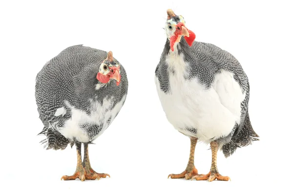 Perlhühner (numida meleagris)) — Stockfoto