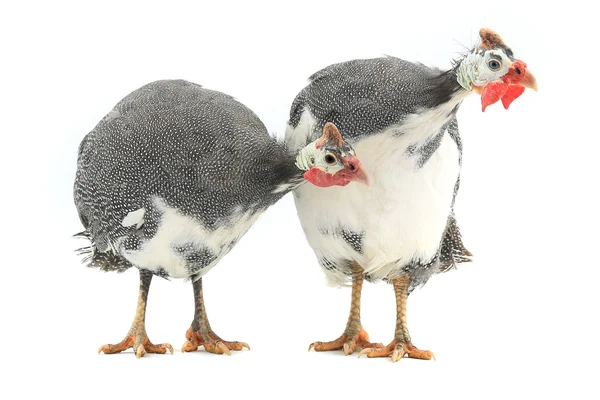 Guinea fowls (Numida meleagris) — Stock Photo, Image