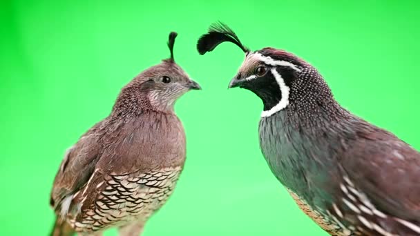 Two  California Quails — Stock Video