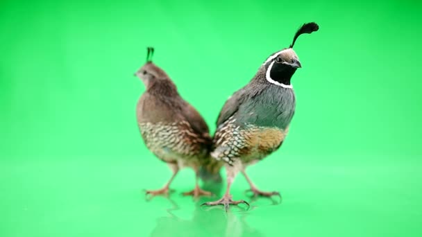 Two  California Quails — Stock Video