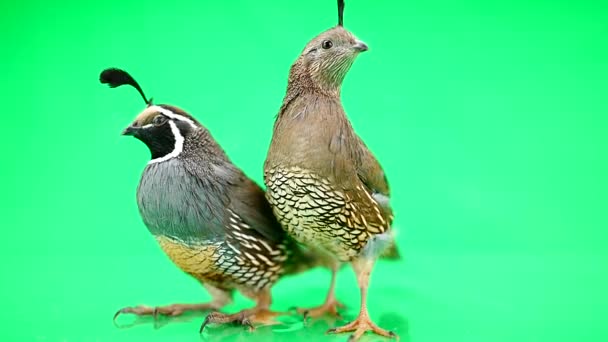 Two  California Quails — Stock Video