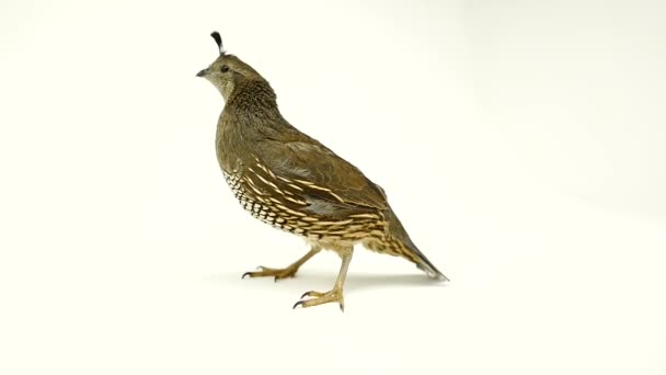 Beautiful California Quail — Stock Video