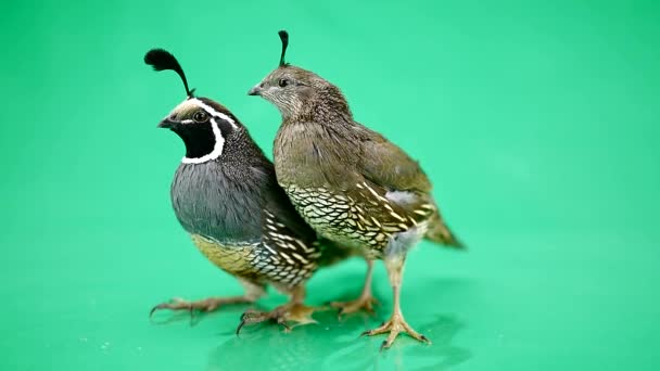 Two  California Quails — Stock Video