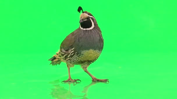 Manliga california quail — Stockvideo