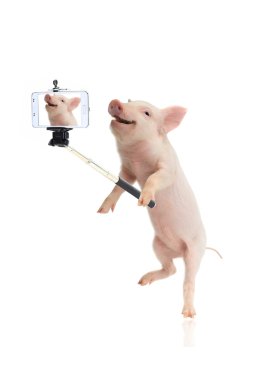 smile pig taking a selfie clipart