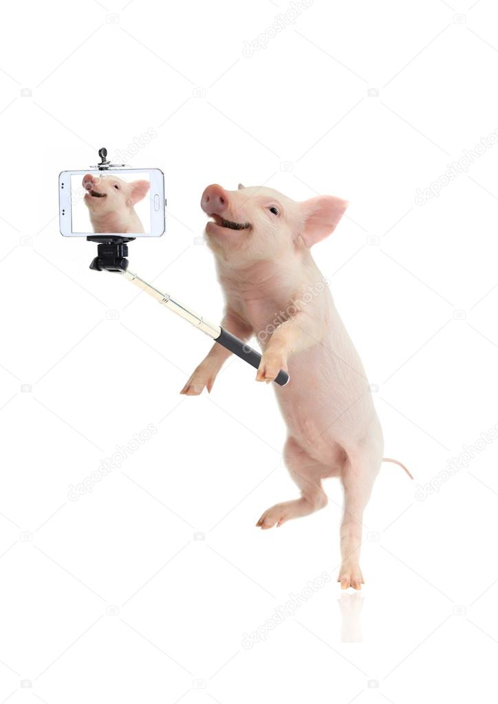 smile pig taking a selfie