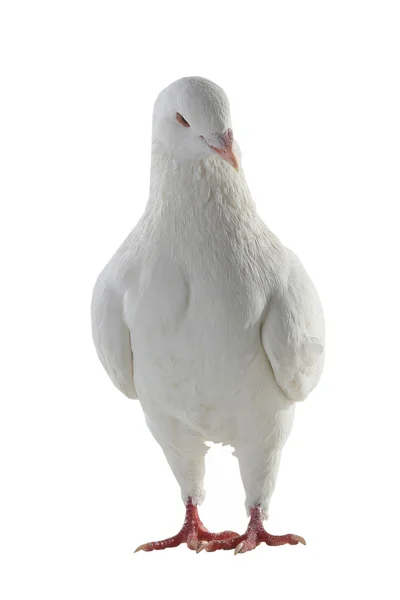 Witte duif - symbool van de vrede — Stockfoto