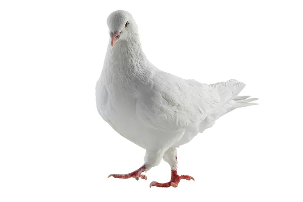 Witte duif - symbool van de vrede — Stockfoto