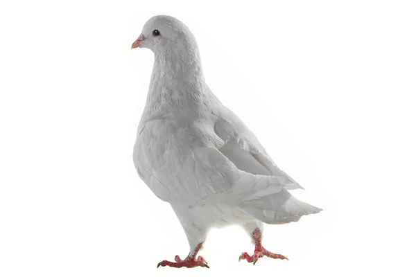 Pigeon blanc - symbole de paix — Photo