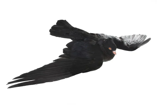 Black pigeon in flight — Stock Photo, Image