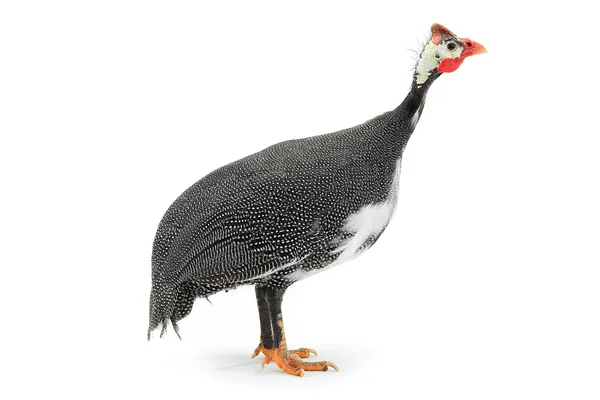 Perlhühner (numida meleagris)) — Stockfoto