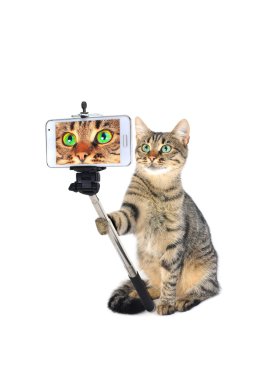 Gri kedi bir selfie alarak